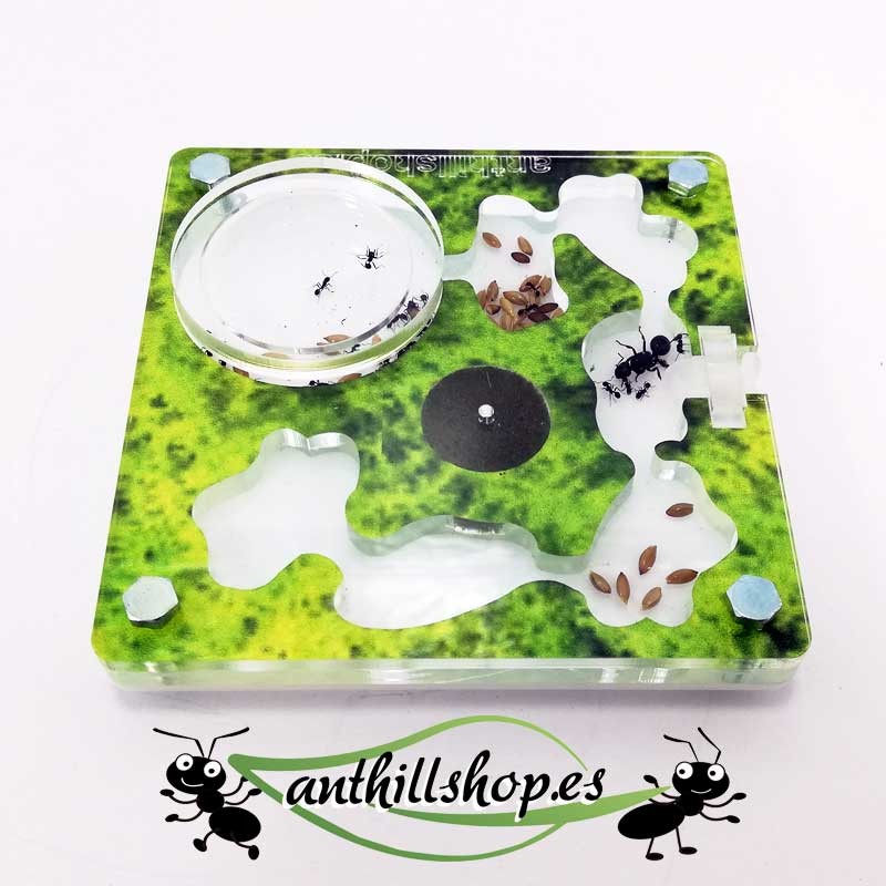 petites fourmilières