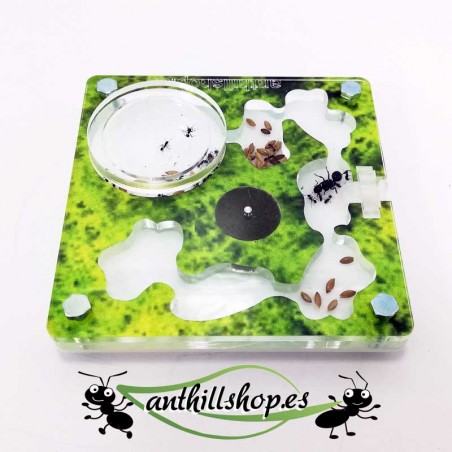 petites fourmilières