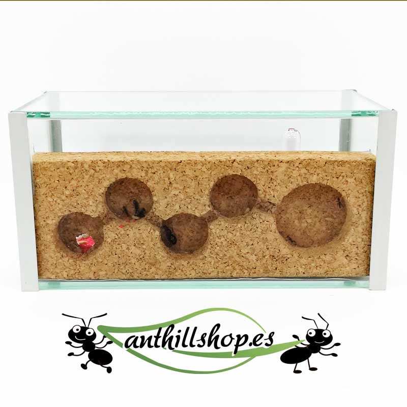 perfect for breeding ants