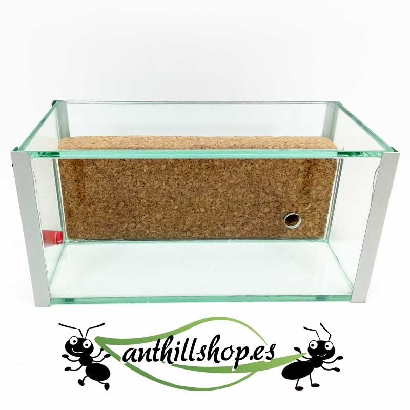 galleries for cork ants