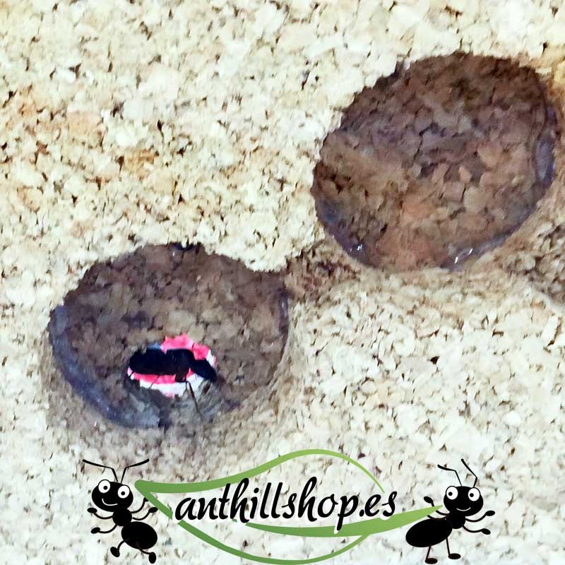 with entrance for ants from the foraging box