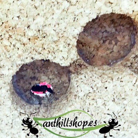 mit Eingang für Ameisen aus dem Futterkasten