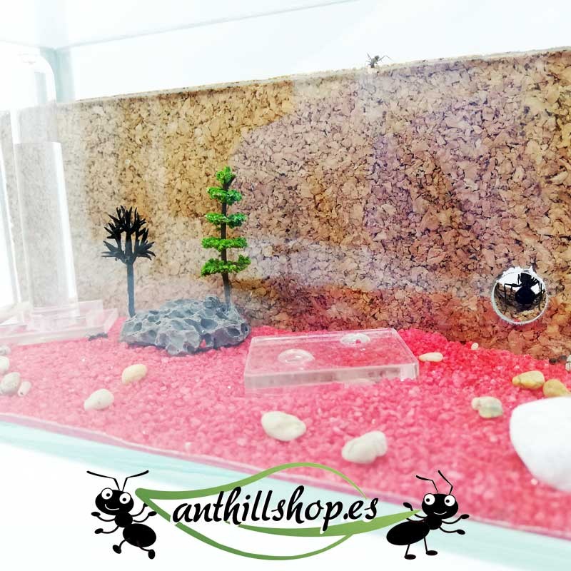 cork ant farms