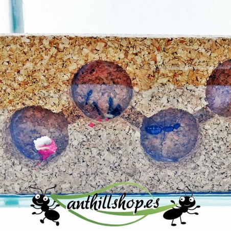 galleries for ants more than 1.6 cm deep