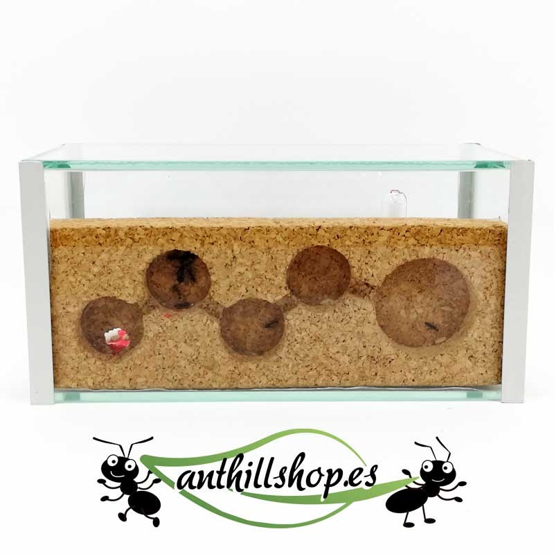 special for Camponotus ants