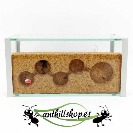 speziell für Camponotus-Ameisen