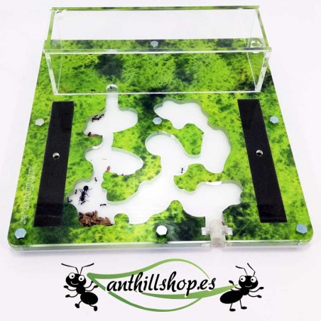 für mittelgroße Ameisen