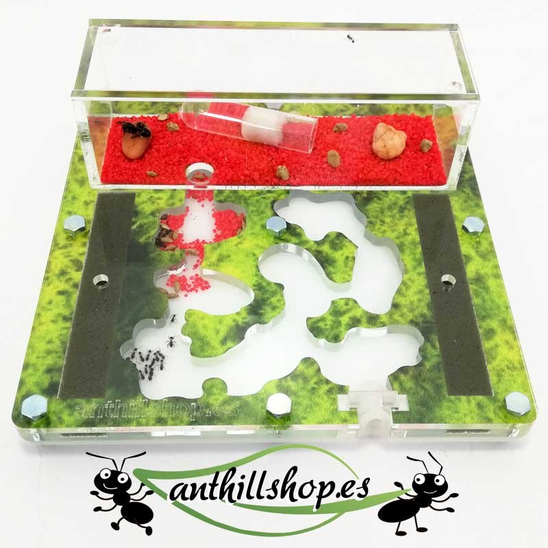 galerien für 50-mm-Schlafzimmerameisen