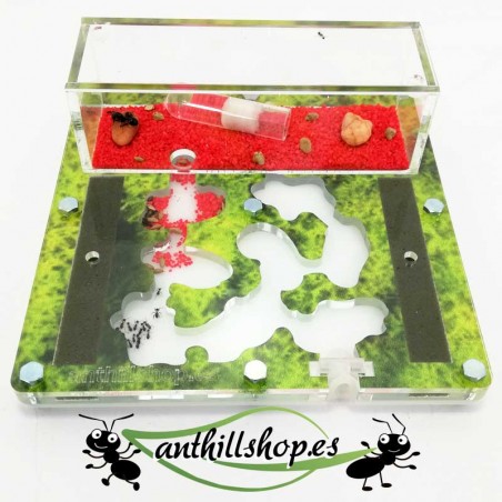 galerien für 50-mm-Schlafzimmerameisen