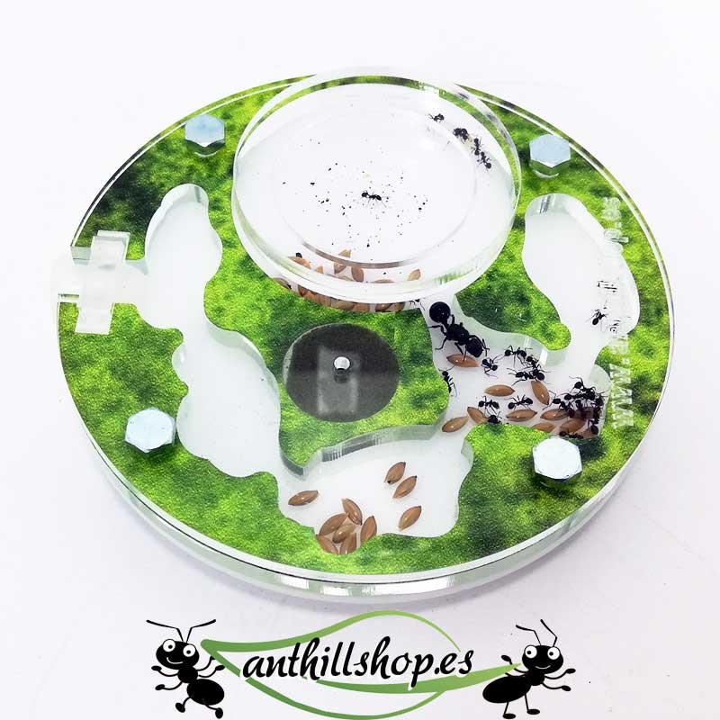 10x10 Ameisenfarm mit Ameisen inklusive