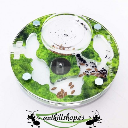 10x10 Ameisenfarm mit Ameisen inklusive