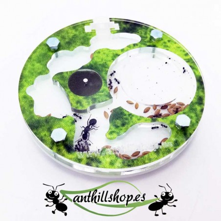 runder pädagogischer Ameisenhaufen 10x10