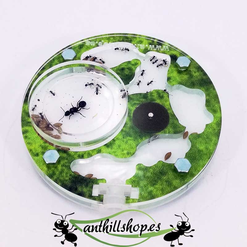 ameisenhaufen mit Schaumbefeuchtungssystem