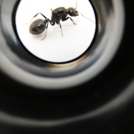 30X 21mm MAGNIFIER 2