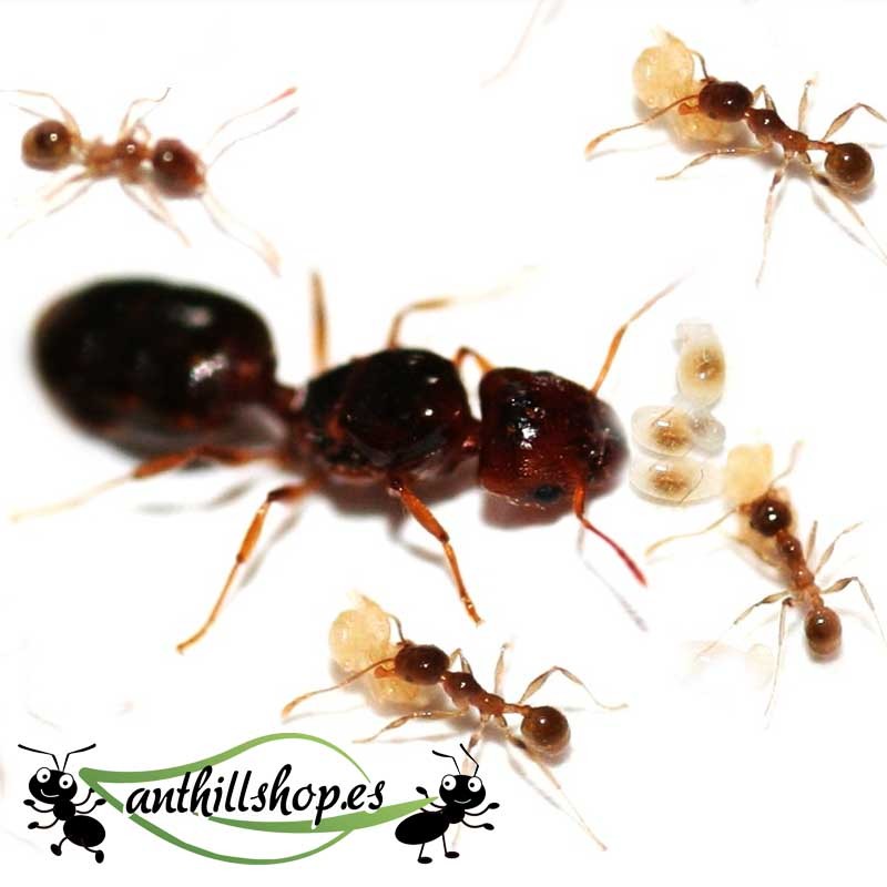 COLÒNIA DE PHEIDOLE PALLIDULA