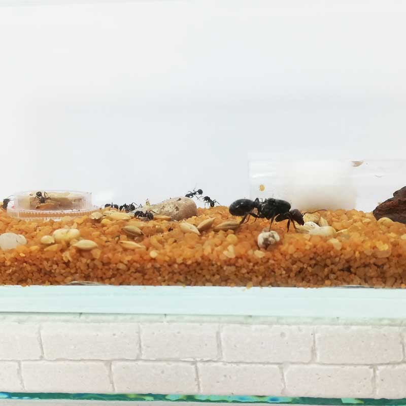 empfohlen für mittelgroße Ameisenkolonien