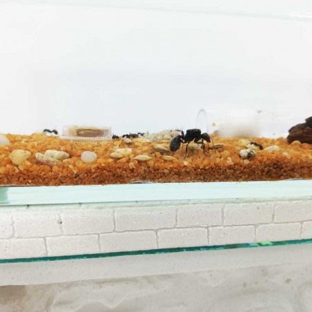 futterkasten aus Glas mit Deckel und Loch zum Anschließen des Ameisenhaufens