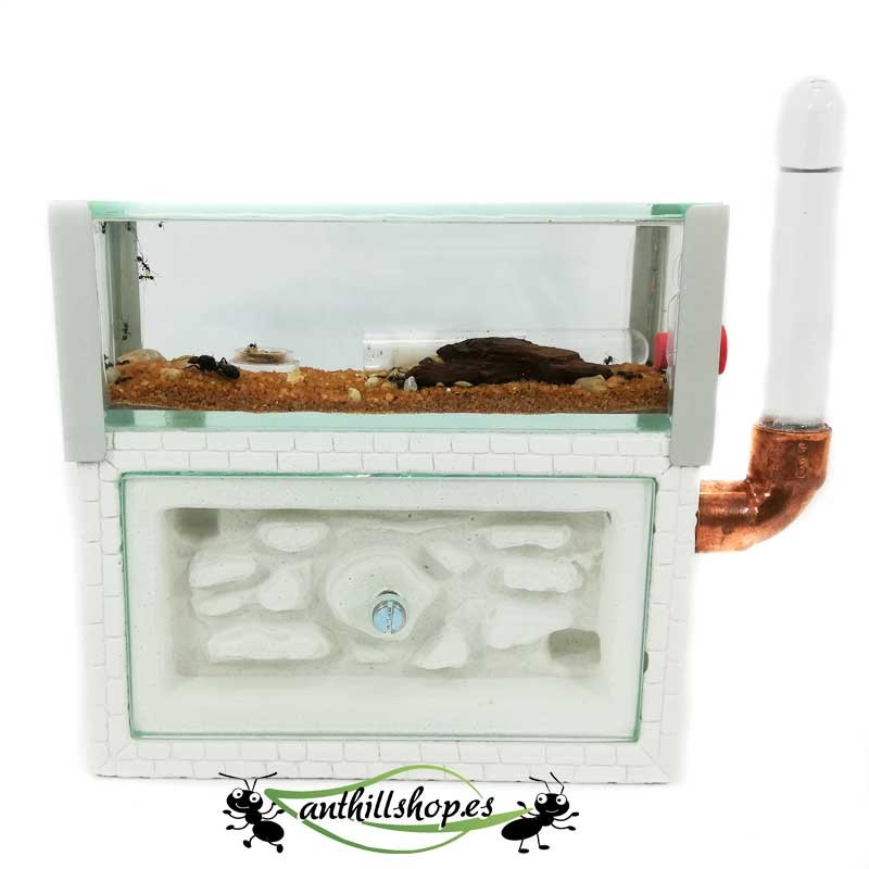 formigueiros brancos perolados multi-posicionados