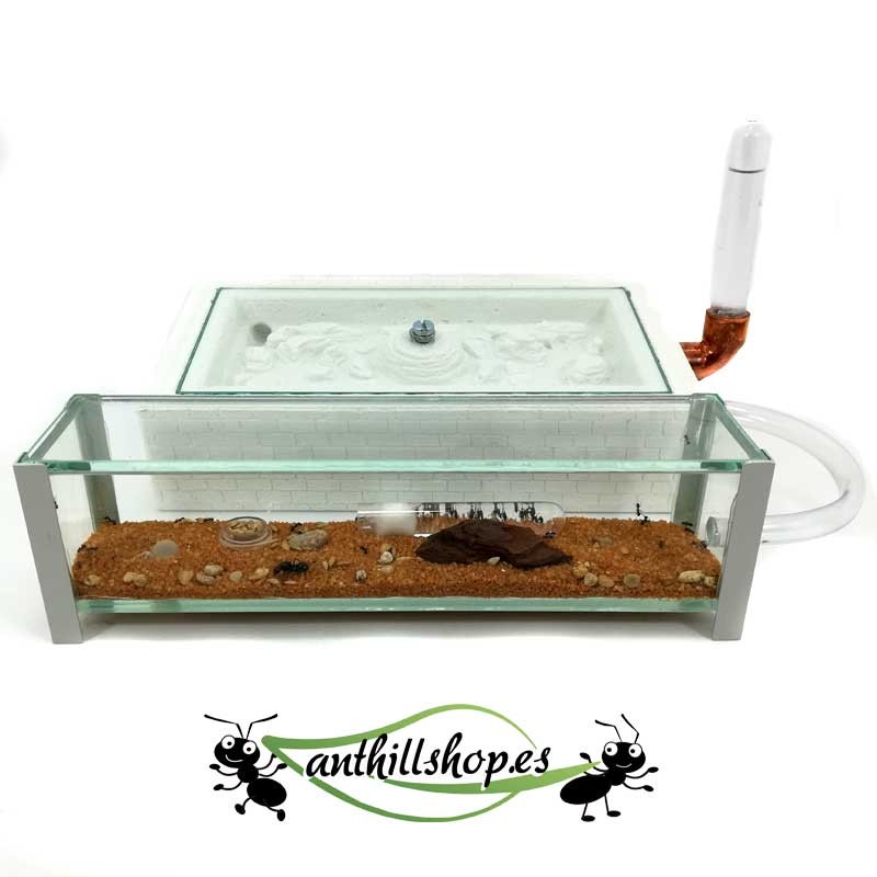 futterbox aus Glas mit Deckel für Ameisen