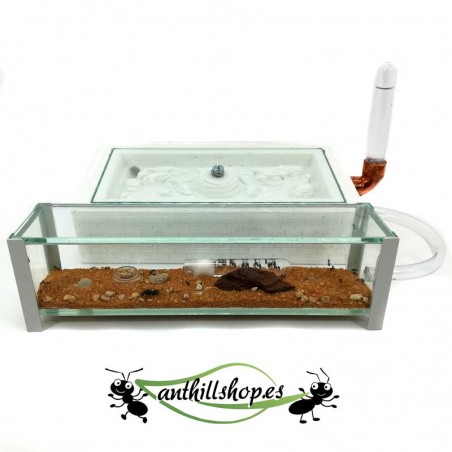 futterbox aus Glas mit Deckel für Ameisen