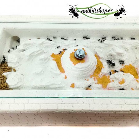 galerias com mais de 1,6 mm de profundidade para formigas coexistirem