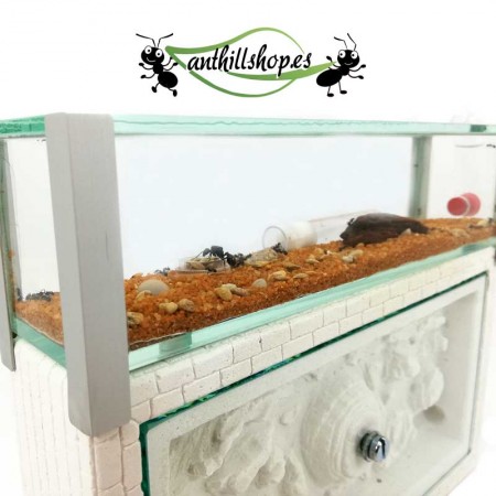 kit de ninho de formigas de desfiladeiro de pedra grande com caixa de forrageamento