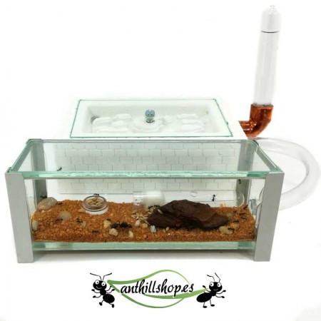 mittelgroßes Canyon-Ameisennest-Set aus Stein mit Futterbox 2