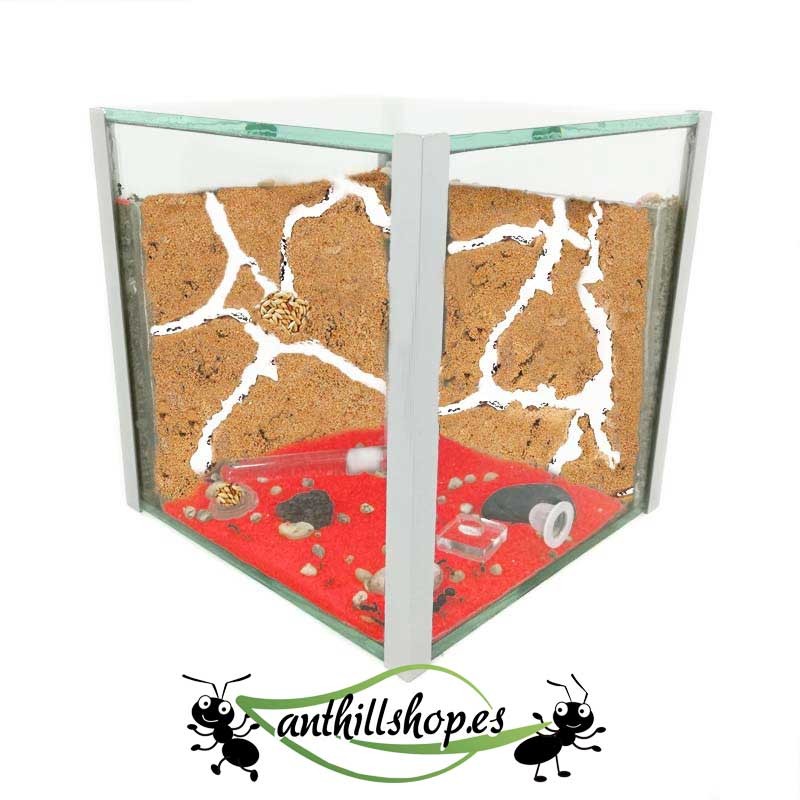 glass ant nest kit 15x15 cube