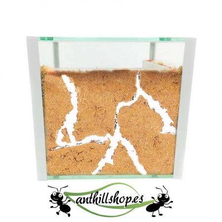 kit formiga de vidro cubo 15x15 2