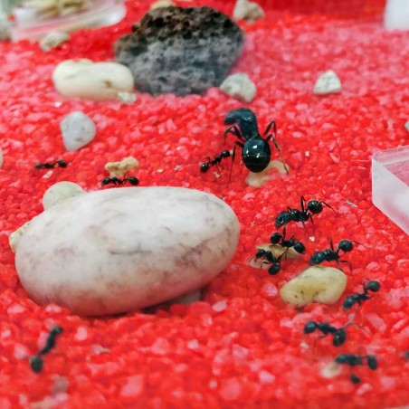 für den Messor barbarus