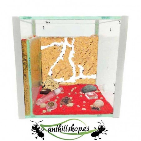 ameisenfarm 15x15 Glaswürfel mit zwei Bereichen für unabhängige Galerien