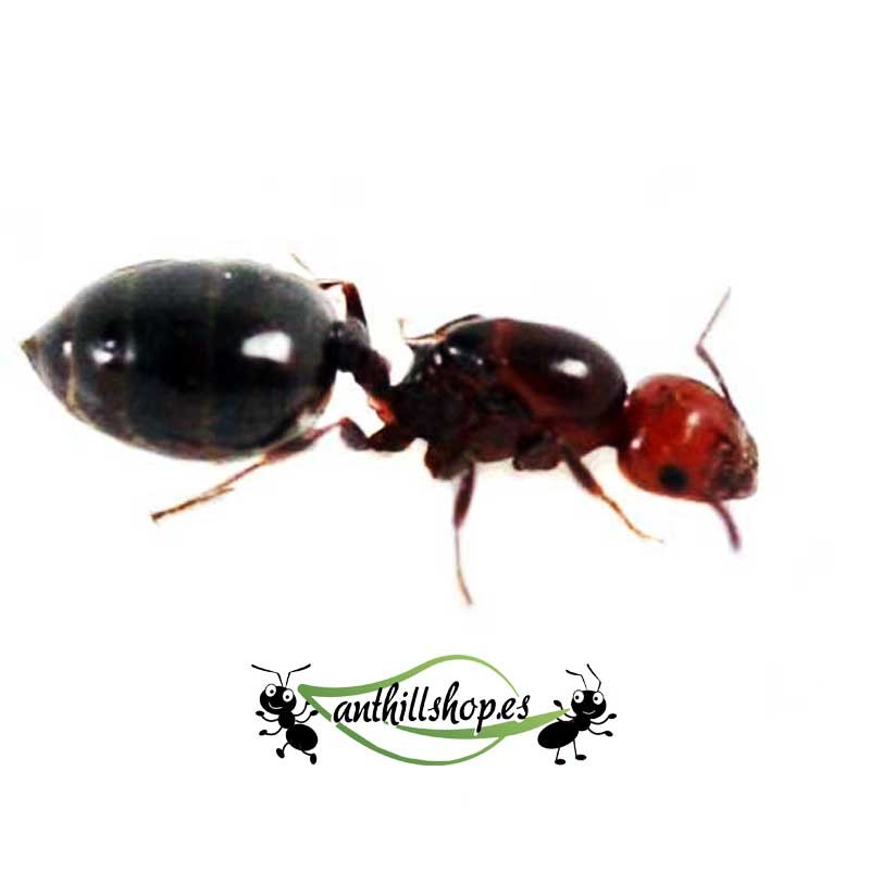 KÖNIGIN CREMATOGASTER SCUTELLARIS