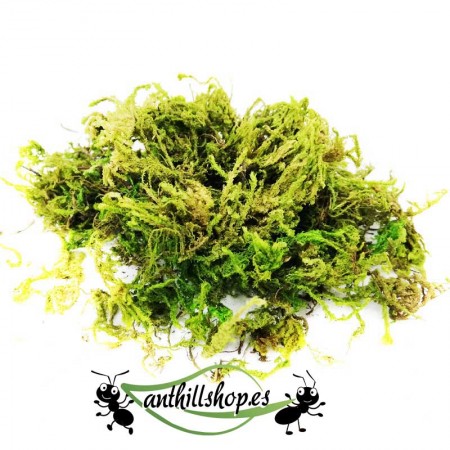 MUSGO VERD PER DECORAR