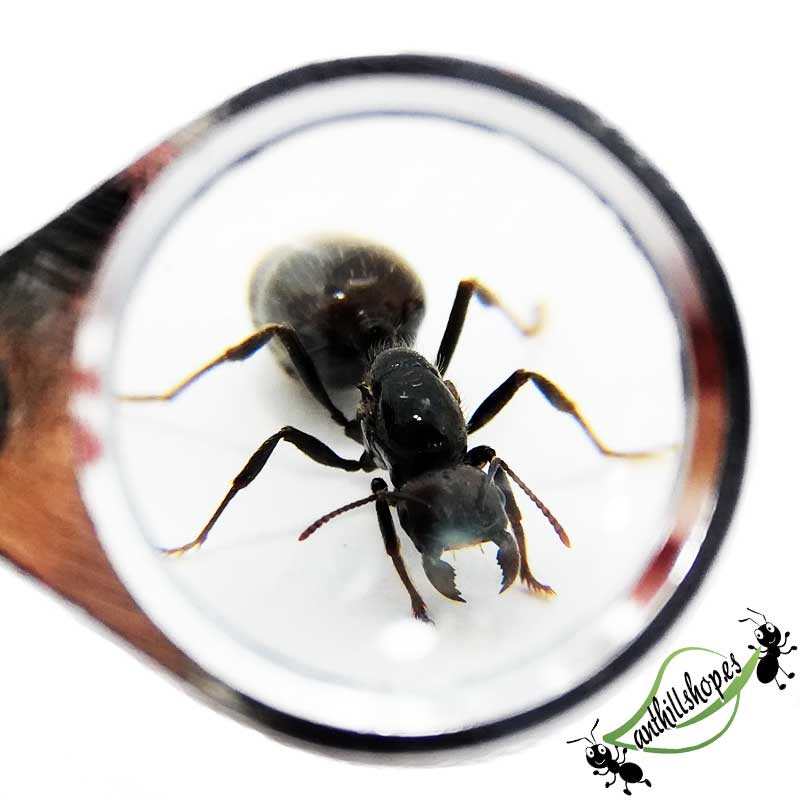 30X 21MM CHROME MAGNIFIER (with box)