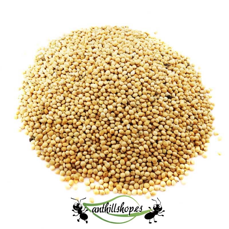 SEMENTES TIPO 4 (MILLET) 50GR