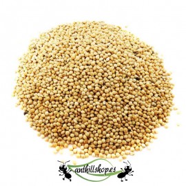 SEMENTES TIPO 4 (MILLET) 50GR