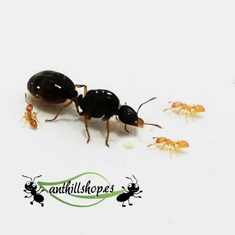 KÖNIGIN VON SOLENOPSIS FUGAX