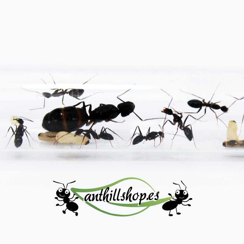 Camponotus barbaricus