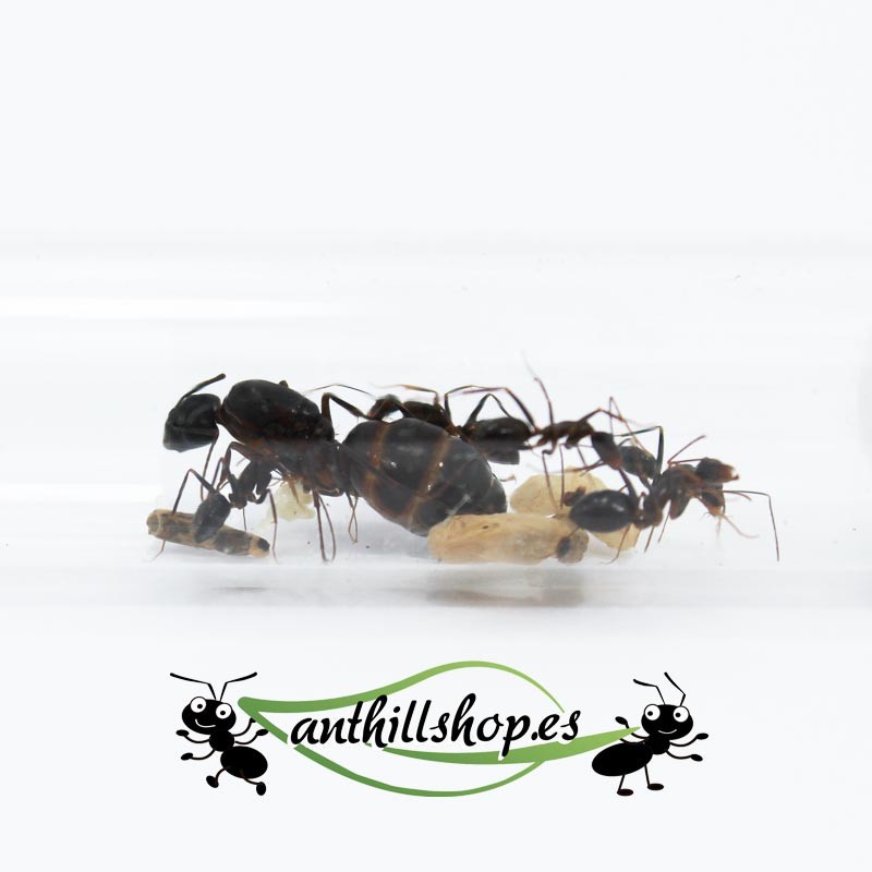 Camponotus barbaricus