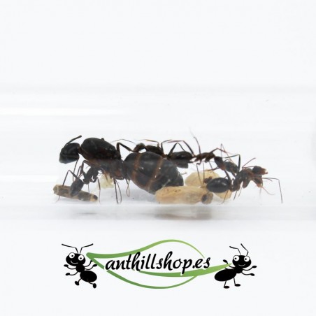 Camponotus barbaricus