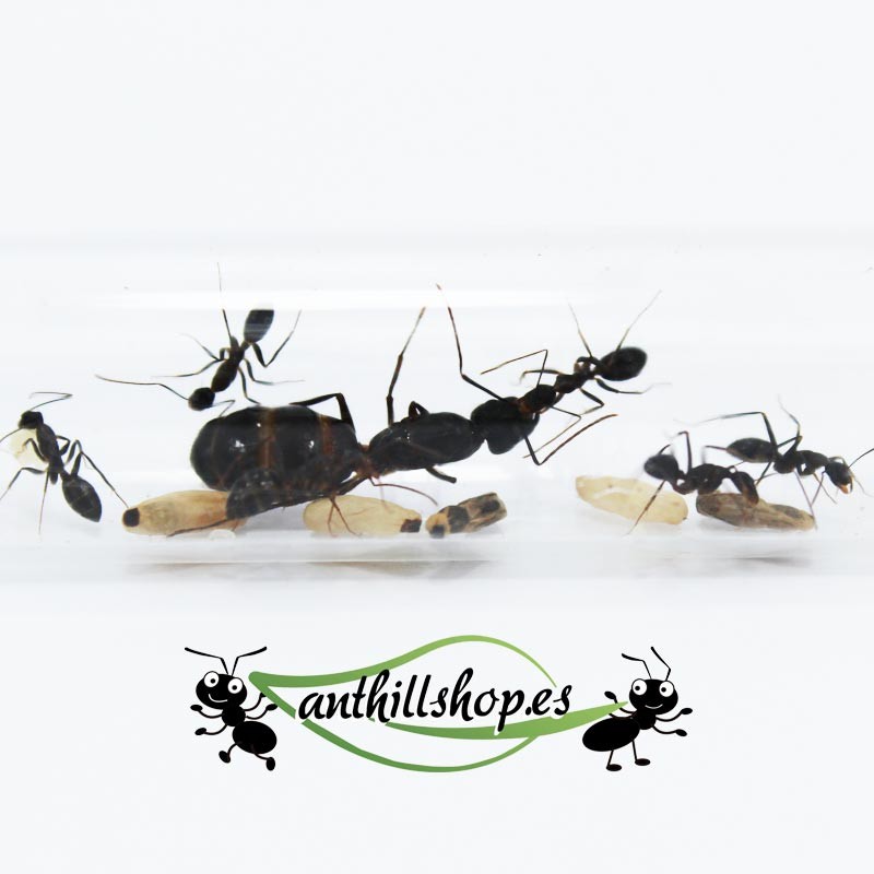 Camponotus barbaricus