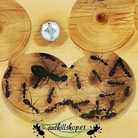 Camponotus barbaricus 2