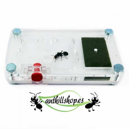 ▷CHEAP ANT RISES┃Kit 9x6 nidi di formiche in acrilico