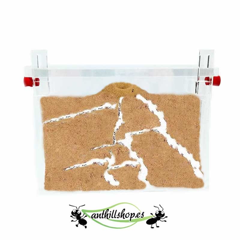 SAND WALL ACRYLIC ANT SUPPORTI