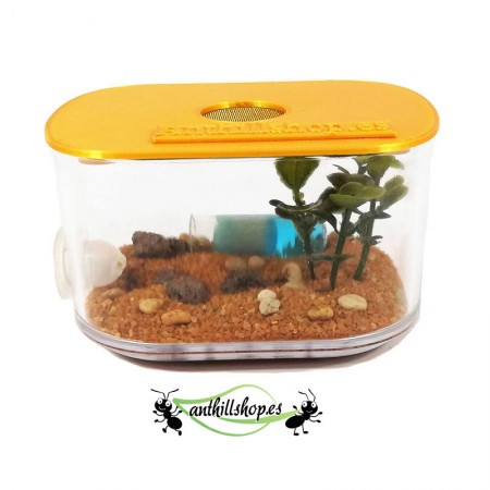 ▶Small foraging box with 3d lid for【anthills】