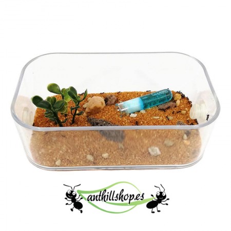 caja de forrajeo para hormigueros 2