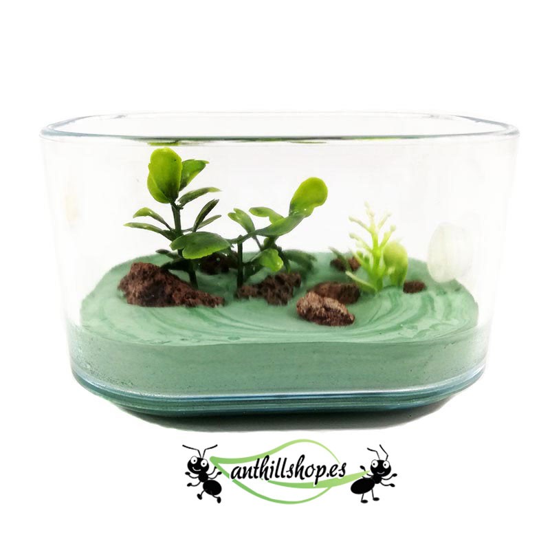 in den Ameisenkasten integrierte Pflanzen und Steine