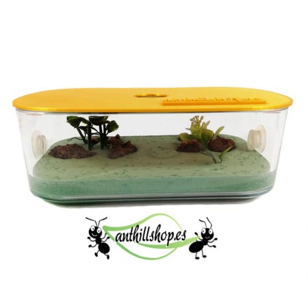 futterbox für Ameisenhaufen 2