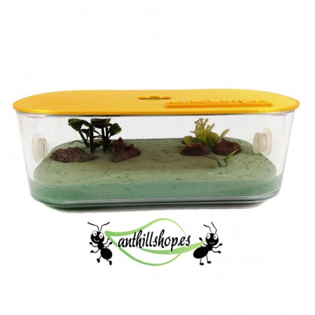 box mit Dekoration für Ameisen inklusive