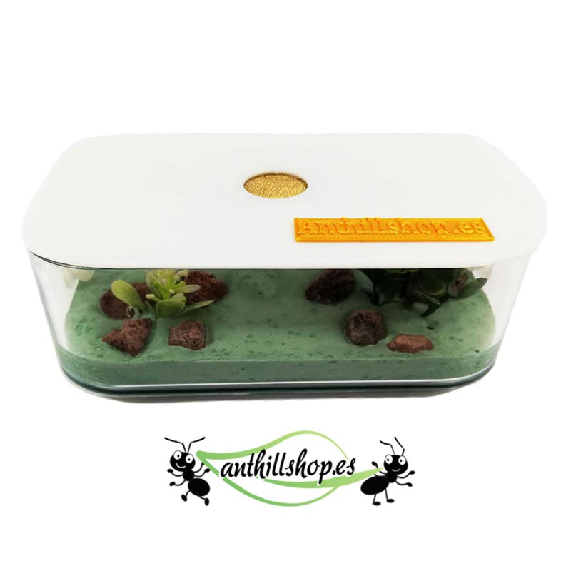 für alle Ameisenarten